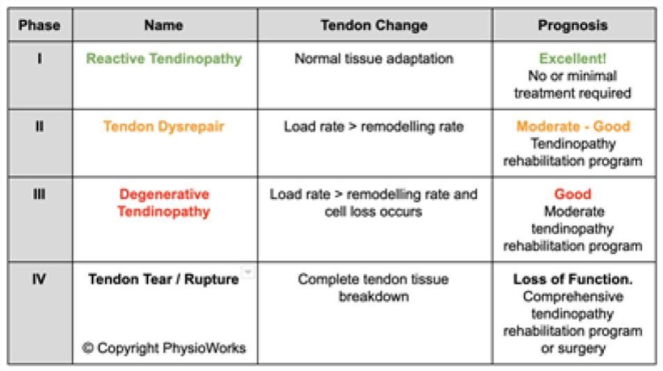 A table showing the phases of tendon change