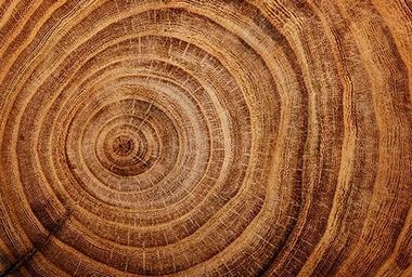 Tree Stump Close Up — Lumber Yard in Newton, NC Tree Stump Close Up — Lumber Yard in Newton, NC