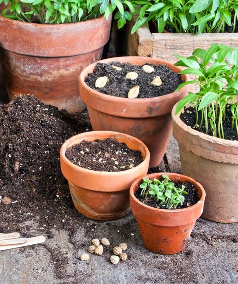 Seed On Pot — Landscaping Supplies in Gladstone, QLD Seed On Pot — Landscaping Supplies in Gladstone, QLD