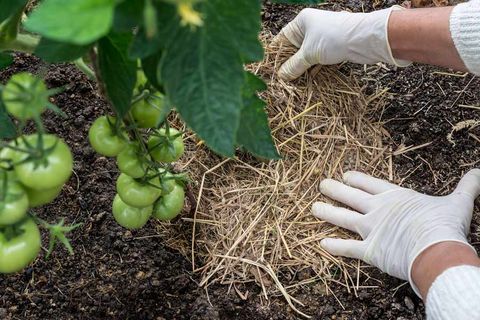 Mulch Under Tomato Plant — Landscaping Supplies in Gladstone, QLD Mulch Under Tomato Plant — Landscaping Supplies in Gladstone, QLD