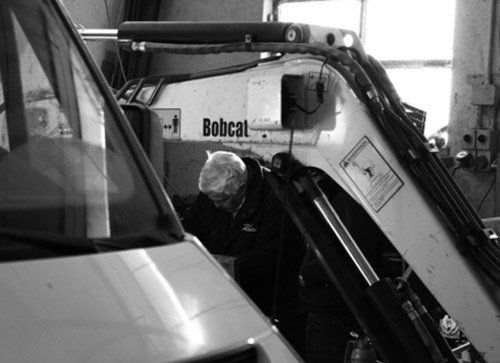 bobcat