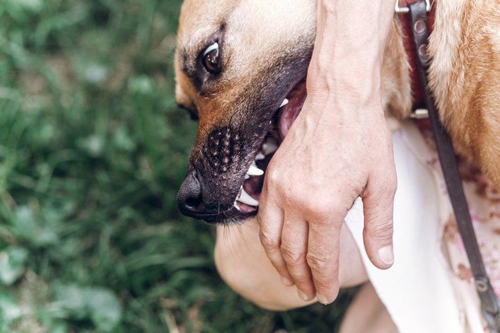 Dog Bite Hand — Placentia, CA — Law Offices of Kennith L. Peterson