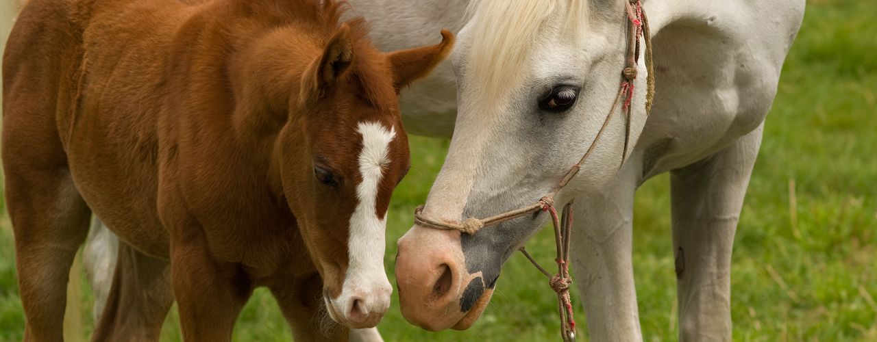 horse