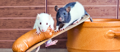 rodent control