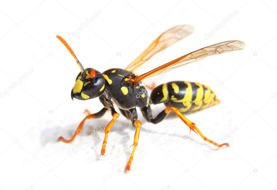 Home Pest Control Service in MA