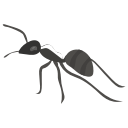 Ant Control in Eastern MA