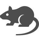 Rodent Control in Eastern MA