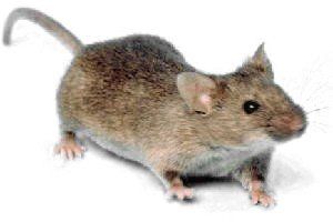 Rodent Control in MA