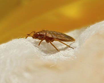 bed bug