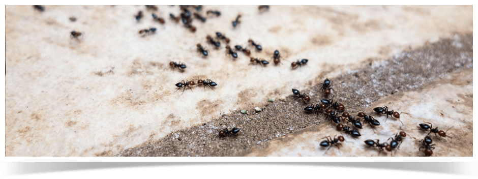 ants