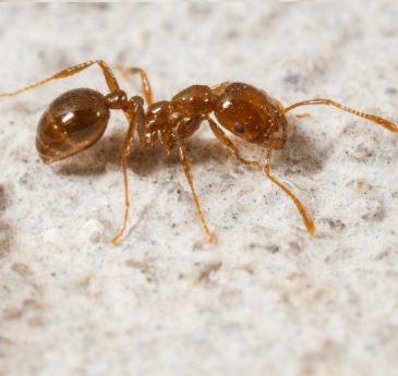 ant