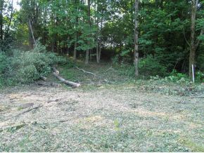 A forest clearing showing recently cut tree branches and logs scattered on the ground in front of a dense line of trees.