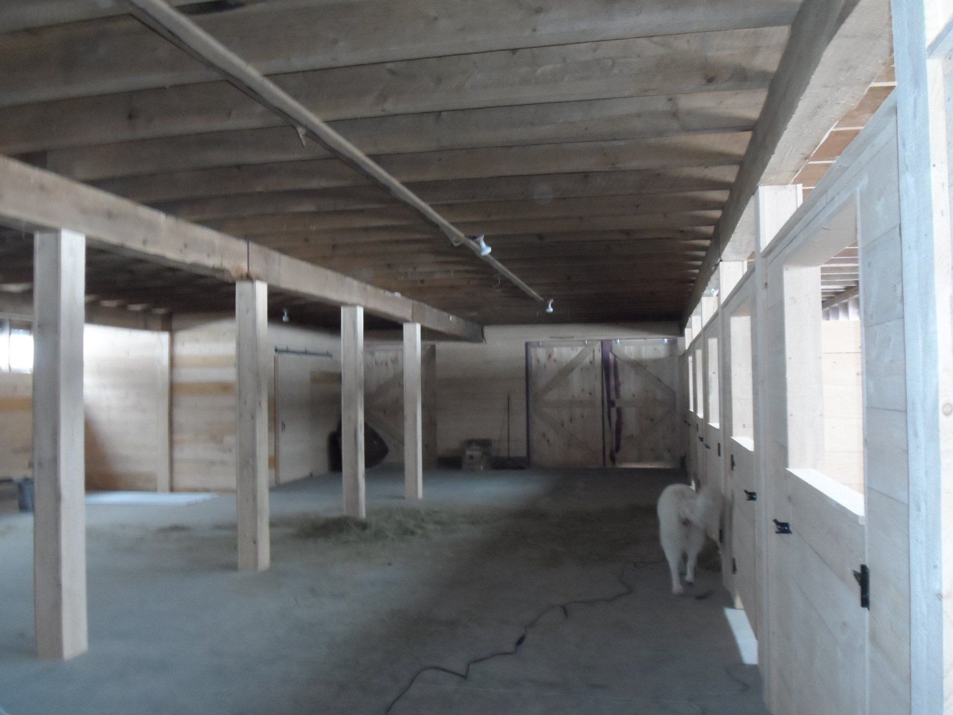 Interior of a wooden barn with support beams and stalls. A dog stands near stalls.