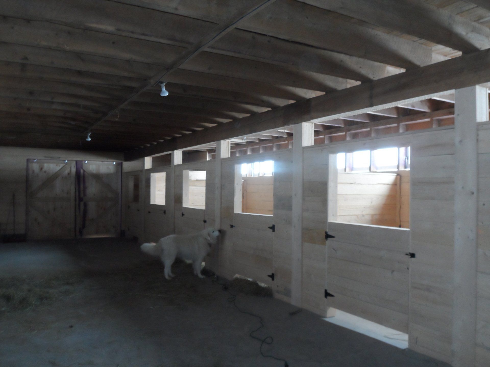White dog stands in a barn aisle, looking toward stalls with windows and wooden doors.
