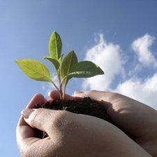 A green plant being held up in the air