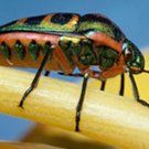 termite-control-extermination termite-control-extermination