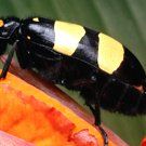 spiders-mice-insects spiders-mice-insects
