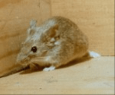 House Mice