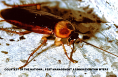American Cockroach