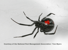 Black Widow