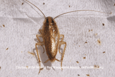 German Cockroach