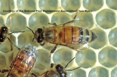 Honey Bees