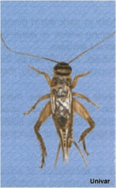 House Cricket