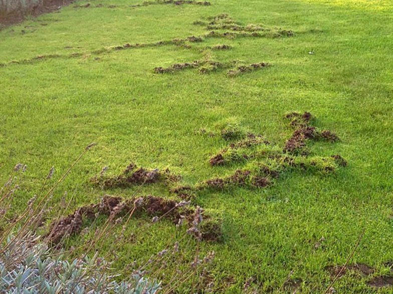 Mole Runs