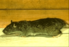 Norway Rats