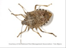 Stinkbug
