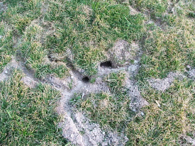 Vole Runs
