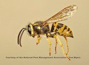 Yellowjackets