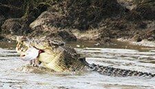 Alligator — darwin fishing tours in Winnellie, NT