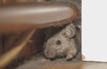 Pest Control