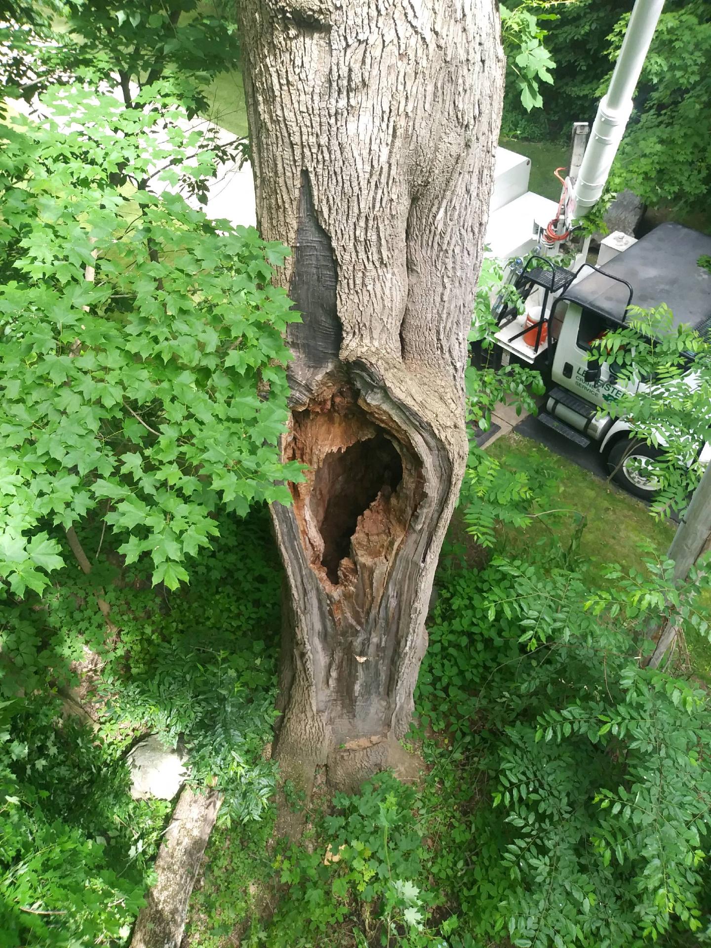 Spraying Insecticide — Berlin Heights, OH — Leimeister Crane & Tree Service