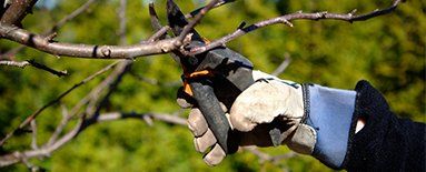 axeem tree service tree lopping