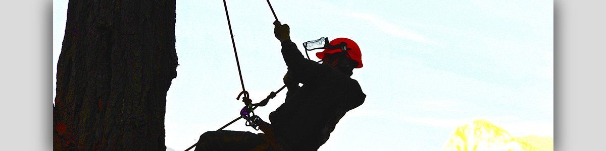 axeem tree service professional tree removal