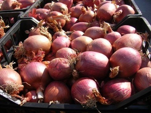 cipolla rosa