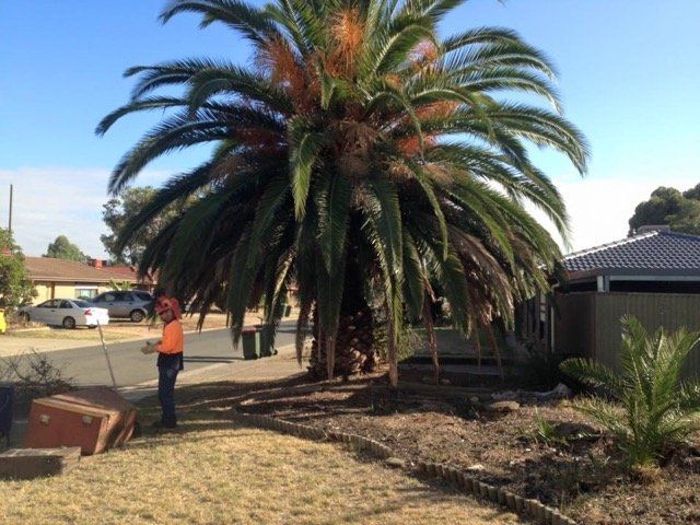 Picture of tree in front lawn