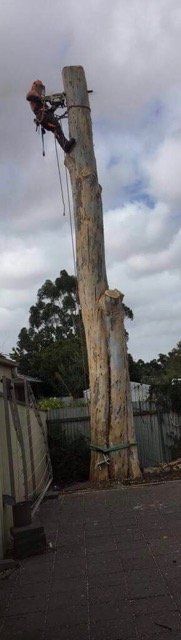 Man  at the top of a tree