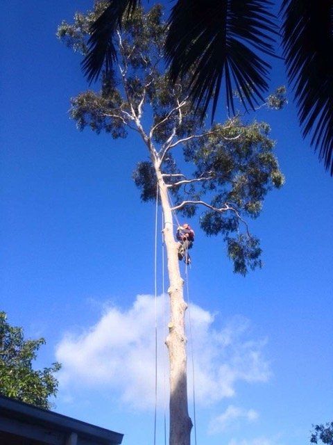 Man in tall tree