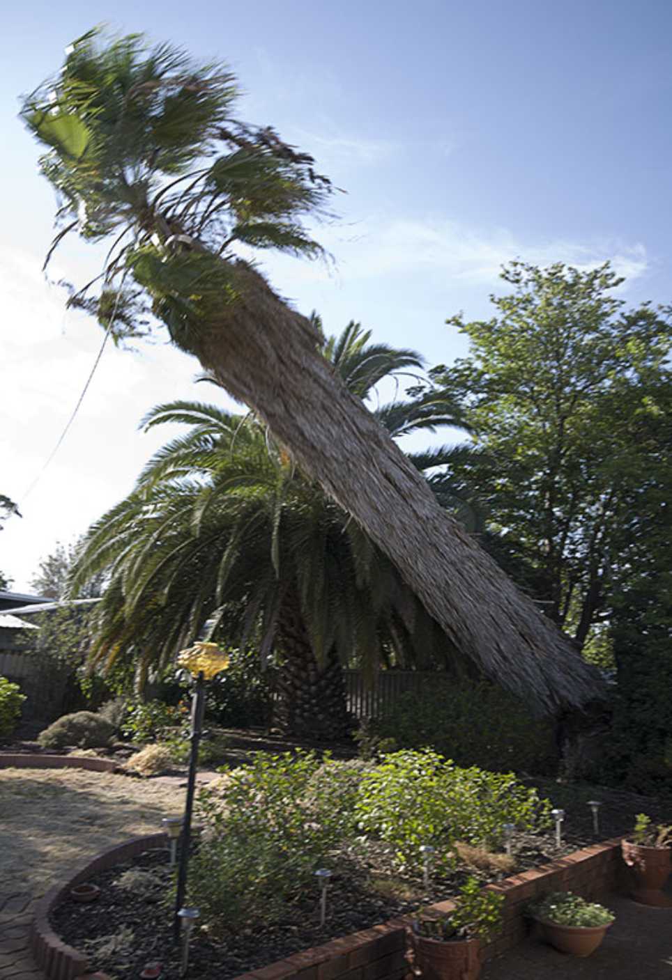 tree being trimmed
