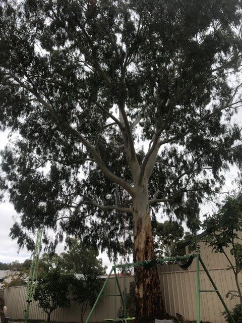 Tree in backyard
