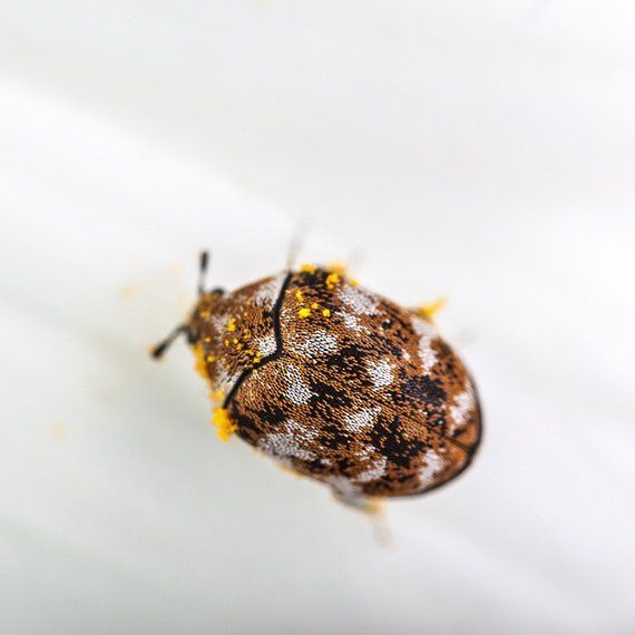 Beetles