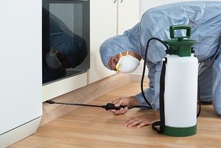 PEST CONTROL SERVICES in Bath, Somerset, Swindon