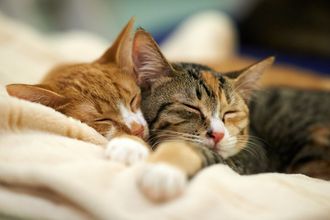 Cats