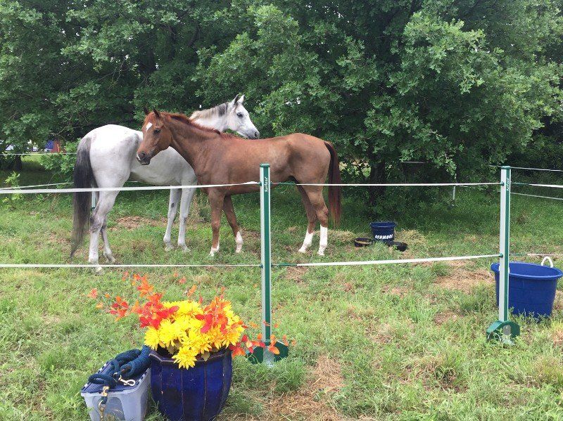 horses