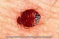Bed Bug — Goshen, IN — RS Pest