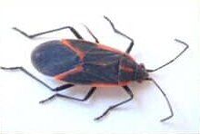 Box Elder Bug — Goshen, IN — RS Pest