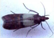 Indian Meal Moth — Goshen, IN — RS Pest
